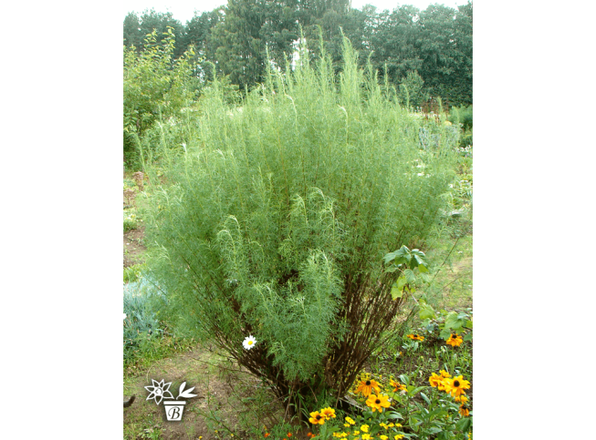 Artemisia abrotanum